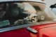 carro con calavera de juguete detrás del vidrio