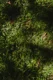 textura de plantas